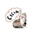 ねこの「ゆにちゃん」（個別スタンプ：26）