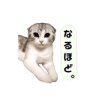 ねこの「ゆにちゃん」（個別スタンプ：28）