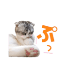 ねこの「ゆにちゃん」（個別スタンプ：29）