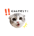 ねこの「ゆにちゃん」（個別スタンプ：30）