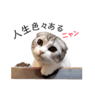 ねこの「ゆにちゃん」（個別スタンプ：31）