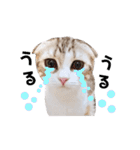 ねこの「ゆにちゃん」（個別スタンプ：32）