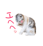 ねこの「ゆにちゃん」（個別スタンプ：35）