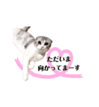 ねこの「ゆにちゃん」（個別スタンプ：37）