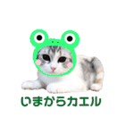 ねこの「ゆにちゃん」（個別スタンプ：38）