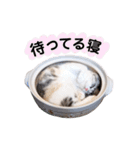 ねこの「ゆにちゃん」（個別スタンプ：39）