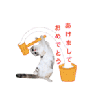 ねこの「ゆにちゃん」（個別スタンプ：40）