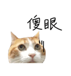 宝哥猫（個別スタンプ：1）