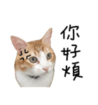 宝哥猫（個別スタンプ：3）