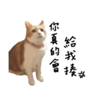 宝哥猫（個別スタンプ：5）