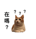宝哥猫（個別スタンプ：6）