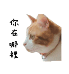 宝哥猫（個別スタンプ：7）