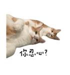 宝哥猫（個別スタンプ：9）