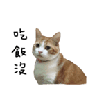 宝哥猫（個別スタンプ：10）