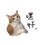 宝哥猫（個別スタンプ：13）