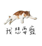 宝哥猫（個別スタンプ：20）