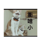 宝哥猫（個別スタンプ：24）