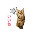 いつもかわいいひなたくん（個別スタンプ：1）