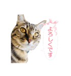 いつもかわいいひなたくん（個別スタンプ：3）