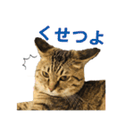 いつもかわいいひなたくん（個別スタンプ：6）
