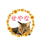 いつもかわいいひなたくん（個別スタンプ：7）