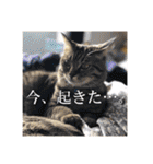いつもかわいいひなたくん（個別スタンプ：13）