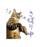 いつもかわいいひなたくん（個別スタンプ：32）