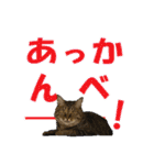 いつもかわいいひなたくん（個別スタンプ：36）