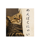 いつもかわいいひなたくん（個別スタンプ：37）