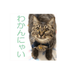 いつもかわいいひなたくん（個別スタンプ：39）