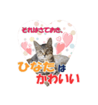 いつもかわいいひなたくん（個別スタンプ：40）