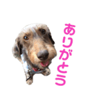 マロンの毎日スタンプ（個別スタンプ：3）