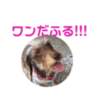 マロンの毎日スタンプ（個別スタンプ：19）