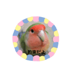 コザクラインコのキャンディくん2（個別スタンプ：6）