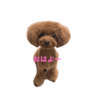 シェリ（個別スタンプ：1）