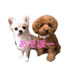 シェリ（個別スタンプ：16）