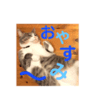 わが家の猫ばかり（個別スタンプ：2）