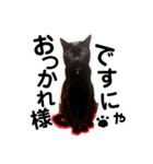 わが家の猫ばかり（個別スタンプ：3）