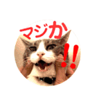 わが家の猫ばかり（個別スタンプ：4）