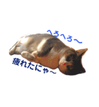 わが家の猫ばかり（個別スタンプ：5）