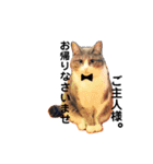 わが家の猫ばかり（個別スタンプ：6）