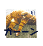 わが家の猫ばかり（個別スタンプ：7）