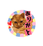 わが家の猫ばかり（個別スタンプ：8）