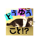 わが家の猫ばかり（個別スタンプ：10）