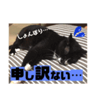 わが家の猫ばかり（個別スタンプ：11）