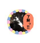 わが家の猫ばかり（個別スタンプ：12）