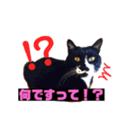 わが家の猫ばかり（個別スタンプ：13）
