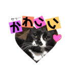わが家の猫ばかり（個別スタンプ：15）