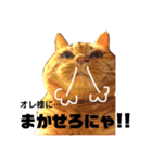 わが家の猫ばかり（個別スタンプ：16）