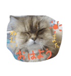 みかにゃんともにゃんすたんぷ2（個別スタンプ：2）